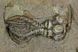 Plate of Five Jimbacrinus Crinoid Fossils - Australia #129404-2